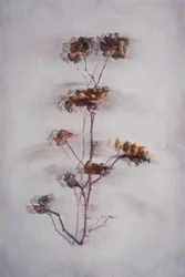 Zachte gedroogde planten