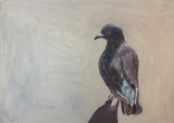 Portret van een donkere duif
