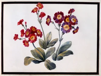 Auricula