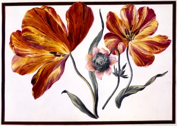Tulpen en anemoon