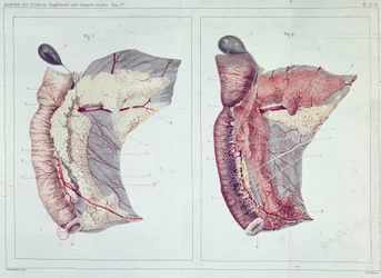 Memoires over de alvleesklier door Claude Bernard