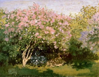 Sering in de zon, 1872-1873