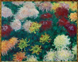 Massa Chrysanten