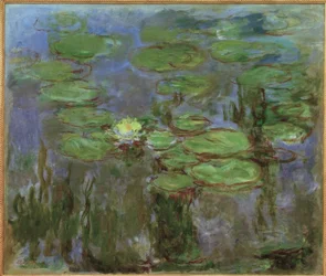 Waterlelies