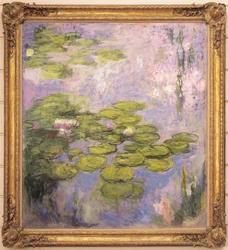 Nymphaea, 1916-19