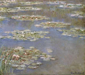 Nymphaea