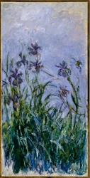 Paarse irissen, 1914-17