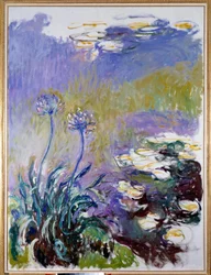 De agapanthus