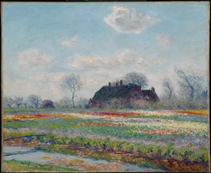 Tulpenvelden bij Sassenheim