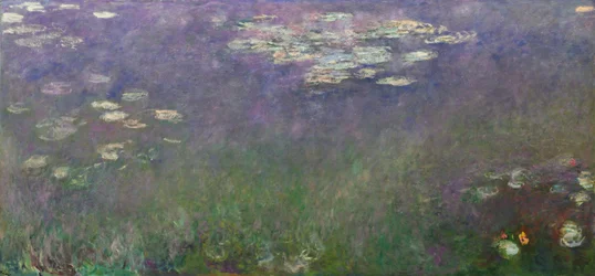 Waterlelies (Agapanthus)