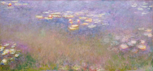 Waterlelies