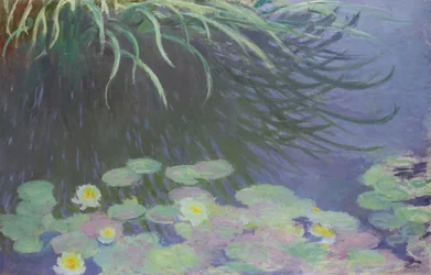 Waterlelies met reflecties van hoog gras