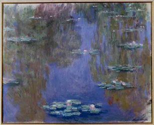 Waterlelies