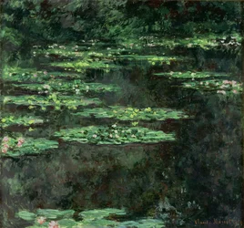 Waterlelies