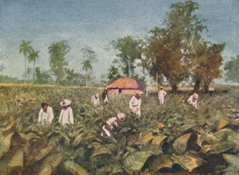 Tabaksplantage, Cuba, 1916