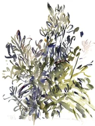 Senecio en andere Planten, 2003