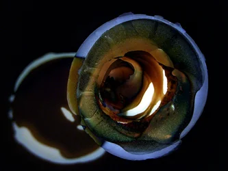 Gouden wervelende gloed