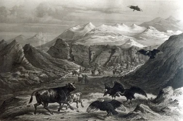 Kalf aangevallen door de Condors, uit 