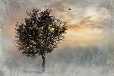 Dramatische Lone Tree