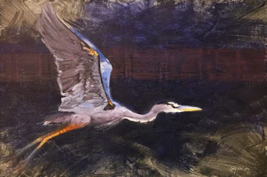 Blauwe reiger in vlucht