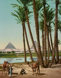 Palmbomen, Bedoeïenen en Piramides, Caïro, Egypte