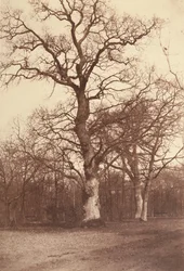 Studie van Bomen, Bois de Boulogne