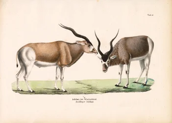 Addax Antilope in winterjas
