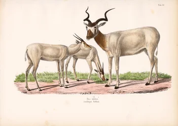 Addax Antilope met Jong