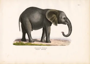 Afrikaanse olifant