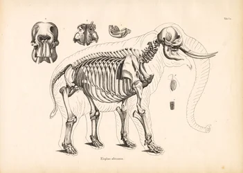 Anatomie van het skelet van de Afrikaanse olifant