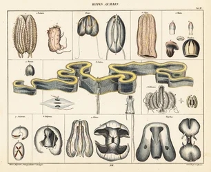 Anatomie van kwallensoorten