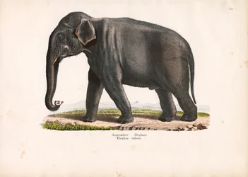 Aziatische olifant