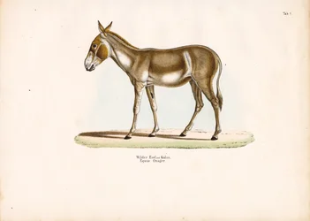 Aziatische wilde ezel of kulan