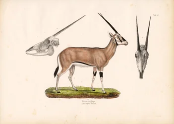 Beisa Oryx met schedel