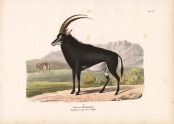Zwartpaardantilope