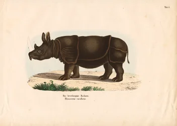 Zwarte neushoorn