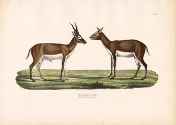 Zwarte bok antilopen