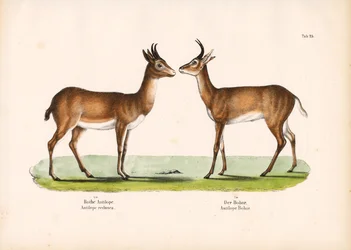 Boerenbok en gewone rietbok