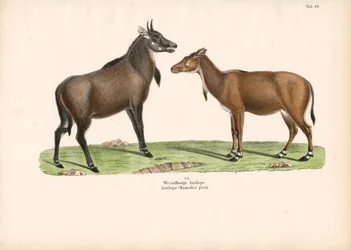 Bontebok of Blesbok