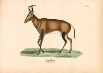 Caama Antilope