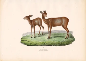 Kaapse Grysbok