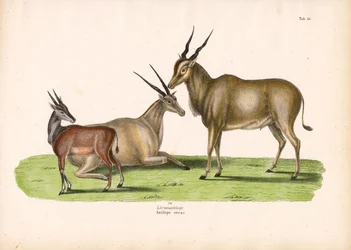 Eland