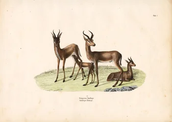 Gazelle in familiegroep