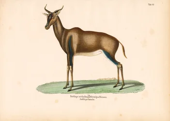 Halvemaanvormige antilope of Topi