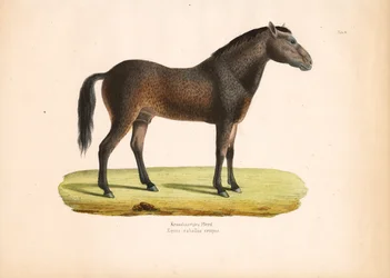 Krullendharig paard
