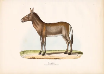 Dziggetai of Mongoolse wilde ezel