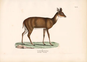 Vierhoornige antilope