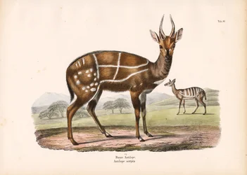Geharnaste antilope met jong
