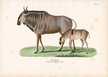 Hartebeest met kalf