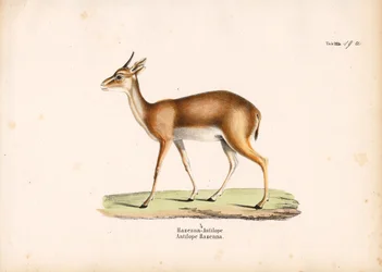 Hazenna Antilope in profiel